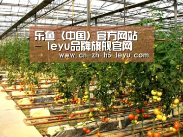 种植基地二(图1)